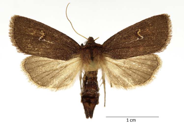 Archanara dissoluta (Treitschke, 1825) &copy; De Prins Guido