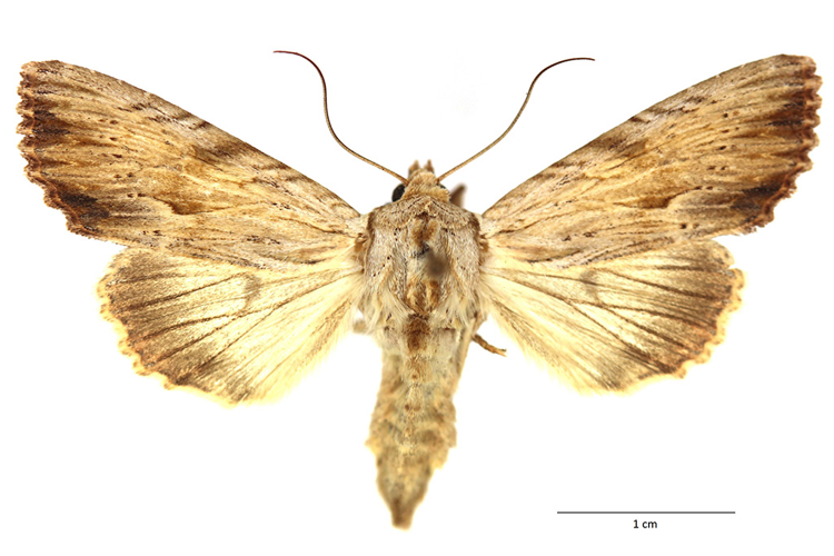 Apamea lithoxylaea (Denis & Schiffermüller, 1775) &copy; De Prins Willy & Guido