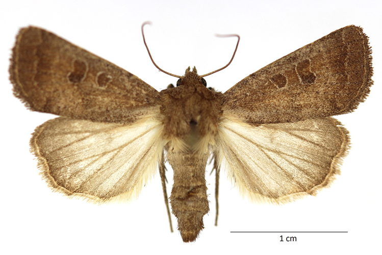 Hoplodrina blanda (Denis & Schiffermüller, 1775) &copy; De Prins Guido
