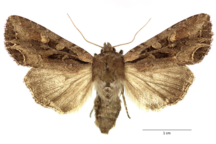 Lacanobia suasa (Denis & Schiffermüller, 1775) &copy; De Prins Guido