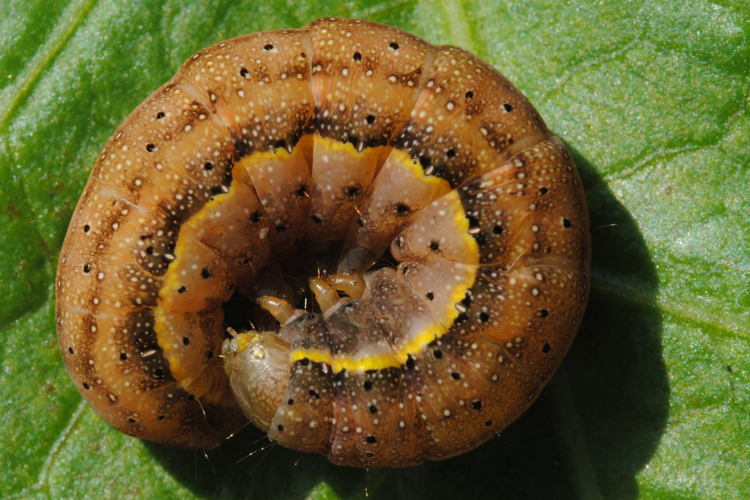 Lacanobia oleracea (Linnaeus, 1758) &copy; Jan van Asselt