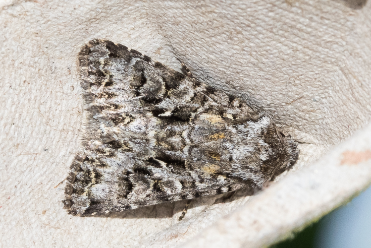Hada plebeja (Linnaeus, 1761) &copy; Steeman Chris