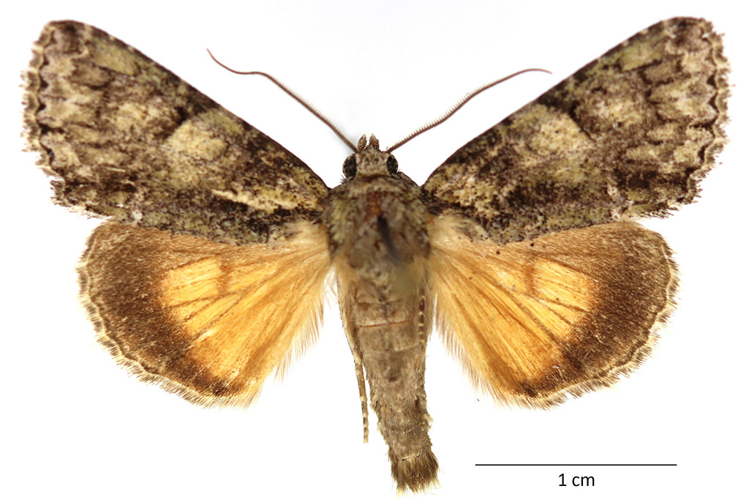Polyphaenis sericata (Esper, 1787) &copy; De Prins Guido