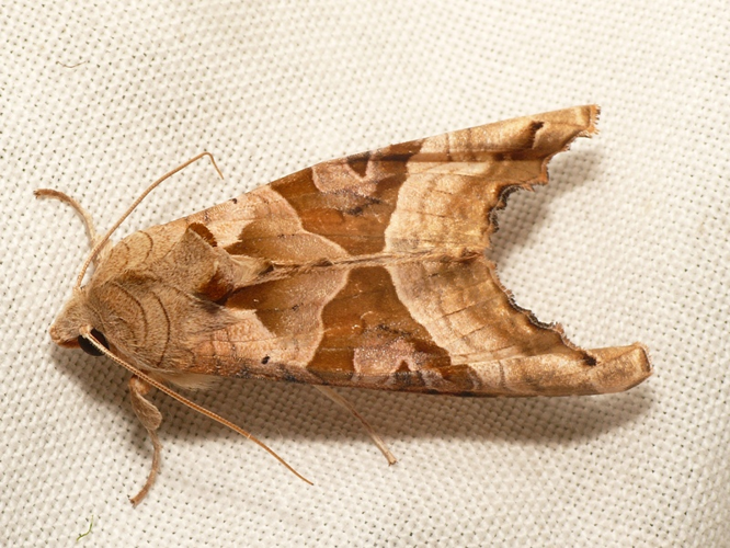 Phlogophora meticulosa (Linnaeus, 1758) &copy; Dick Belgers