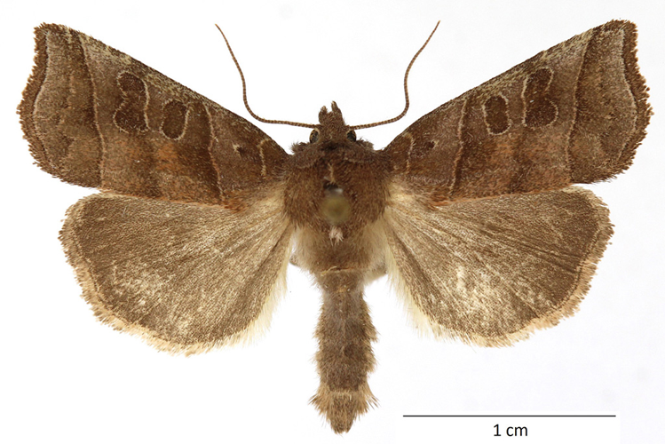 Ipimorpha retusa (Linnaeus, 1761) &copy; De Prins Guido