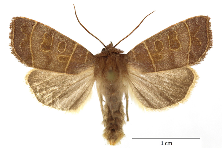 Ipimorpha subtusa (Denis & Schiffermüller, 1775) &copy; De Prins Guido
