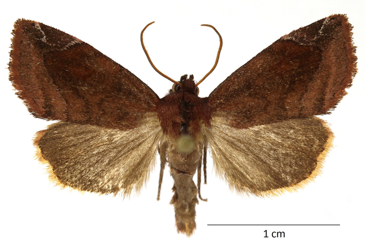 Cosmia pyralina (Denis & Schiffermüller, 1775) &copy; De Prins Guido