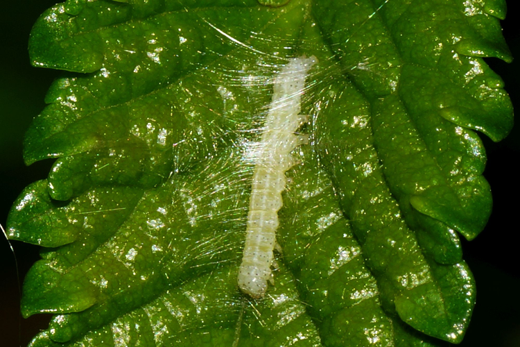 Cosmia trapezina (Linnaeus, 1758) &copy; Hans Jonkman