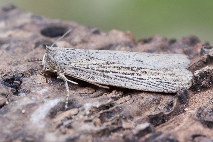 Chilodes maritimus (Tauscher, 1806) &copy; Steeman Chris