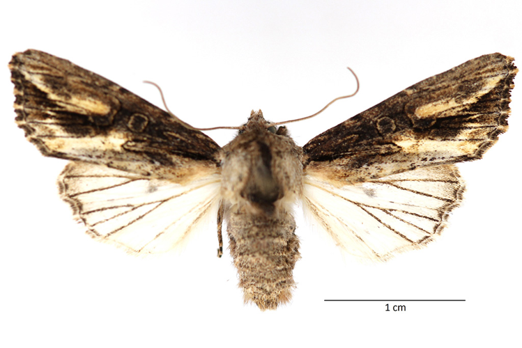 Xylomyges conspicillaris (Linnaeus, 1758) &copy; De Prins Guido