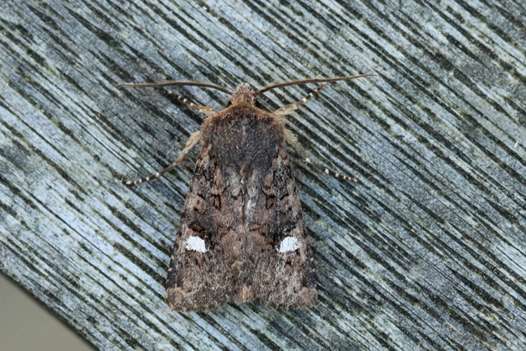 Dryobota labecula (Esper, 1788) &copy; Buckens Johan