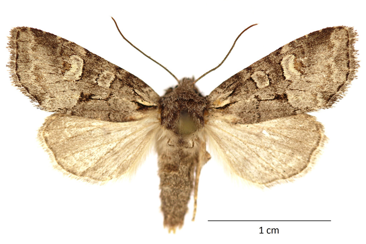 Brachylomia viminalis (Fabricius, 1777) &copy; De Prins Guido