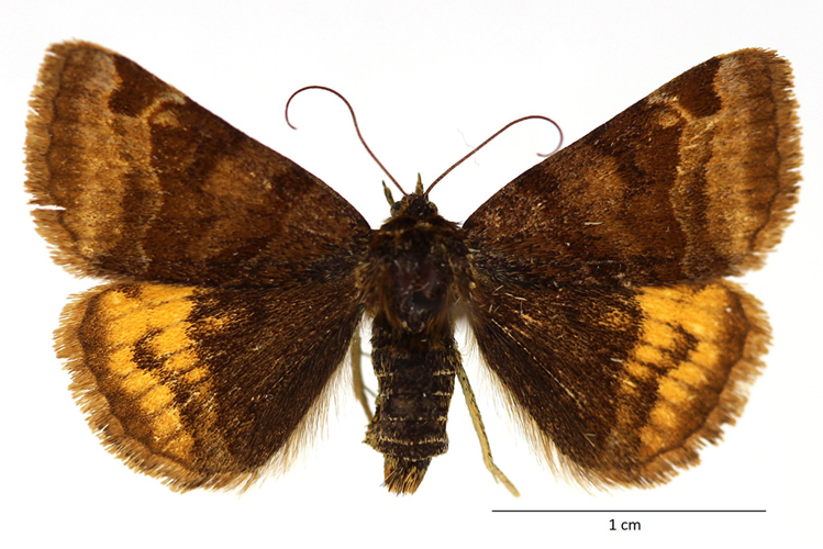 Euclidia glyphica (Linnaeus, 1758) &copy; De Prins Guido