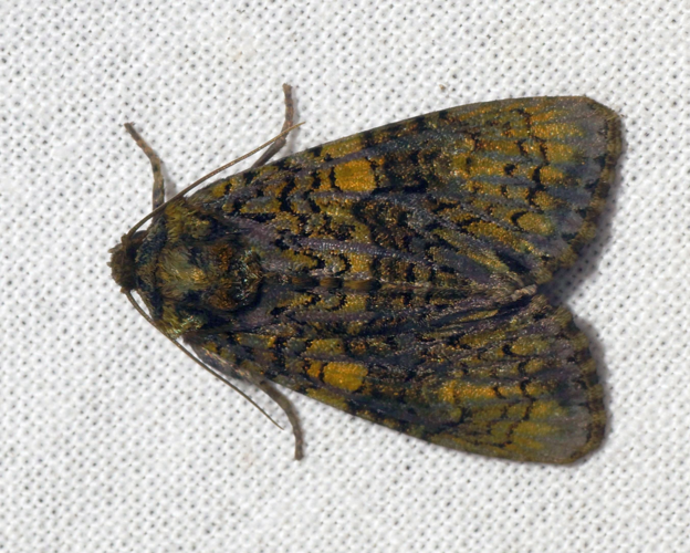 Craniophora ligustri (Denis & Schiffermüller, 1775) &copy; Hans Jonkman