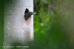  © E. SANSAULT - ANEPE Caudalis