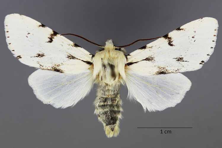 Acronicta leporina (Linnaeus, 1758) &copy; De Prins Guido