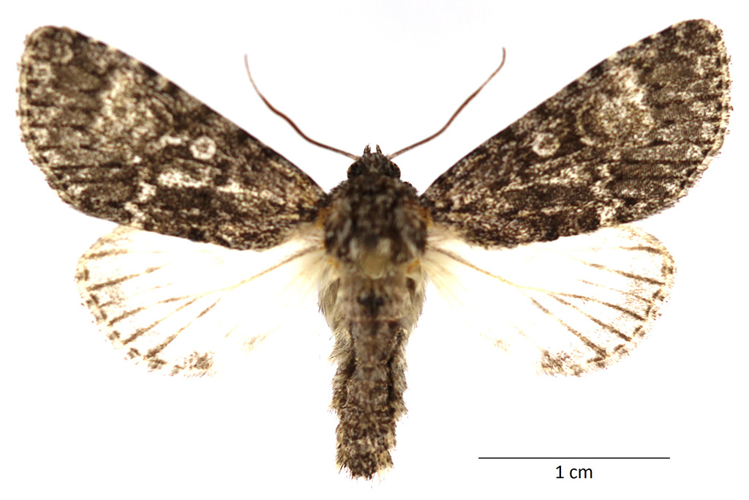 Acronicta megacephala (Denis & Schiffermüller, 1775) &copy; De Prins Guido