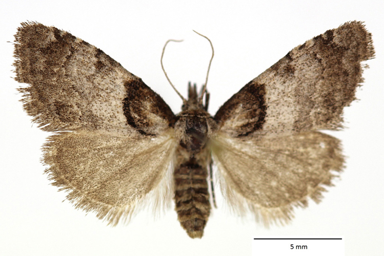 Nola cucullatella (Linnaeus, 1758) &copy; De Prins Guido