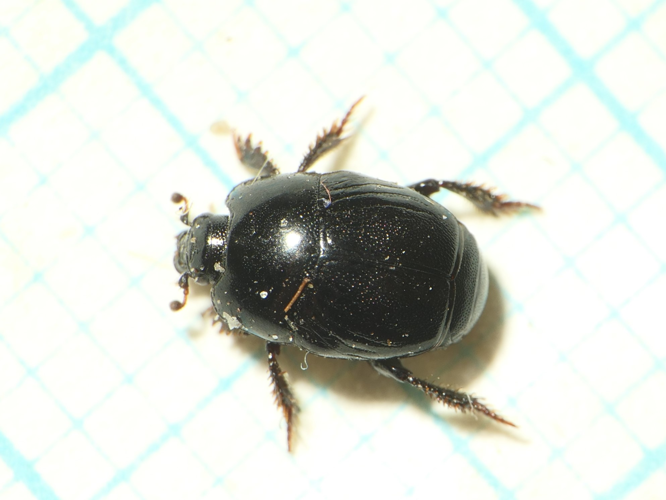 Hypocaccus dimidiatus maritimus (Stephens, 1830) &copy; Dick Belgers