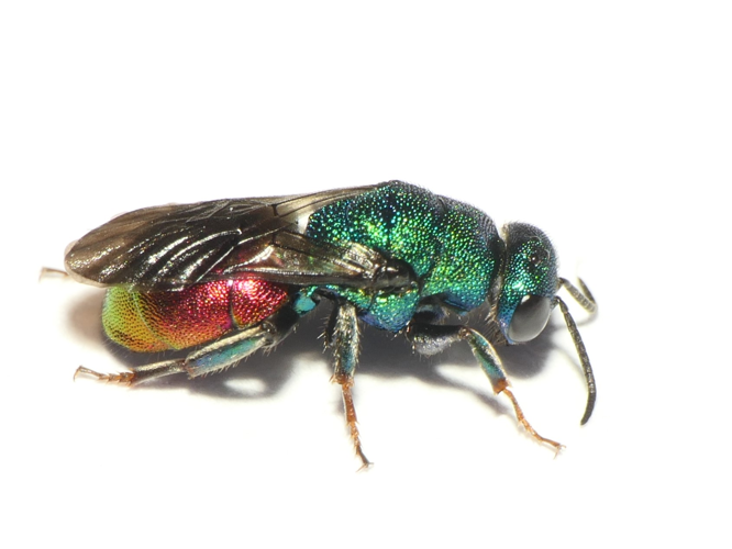 Hedychrum gerstaeckeri Chevrier, 1869 &copy; Dick Belgers