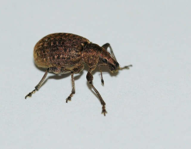 Liophloeus tessulatus (O.F. Müller, 1776) &copy; Louis Westgeest