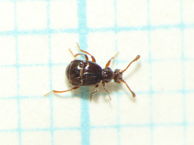 Brachygluta fossulata (Reichenbach, 1816) &copy; Dick Belgers