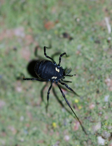 Nemastoma bimaculatum (Fabricius, 1775) &copy; Louis Westgeest