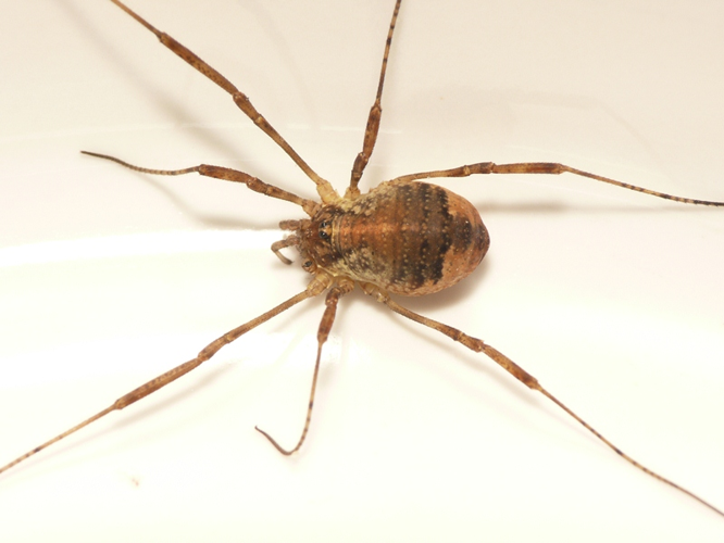 Paroligolophus agrestis (Meade, 1855) &copy; Dick Belgers