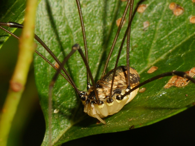 Leiobunum rotundum (Latreille, 1798) &copy; Hans Jonkman