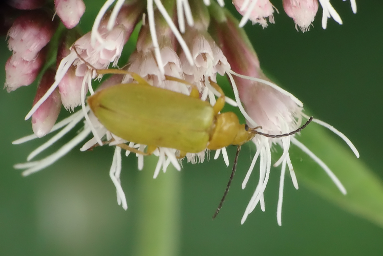 Cteniopus sulphureus (Linnaeus, 1758) &copy; Jannie Bosma