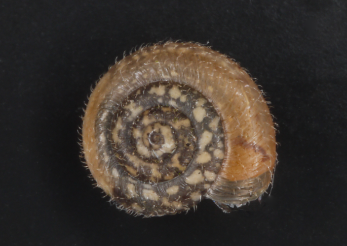 Helix hispida Linnaeus, 1758 &copy; M. Vos-Jaspers