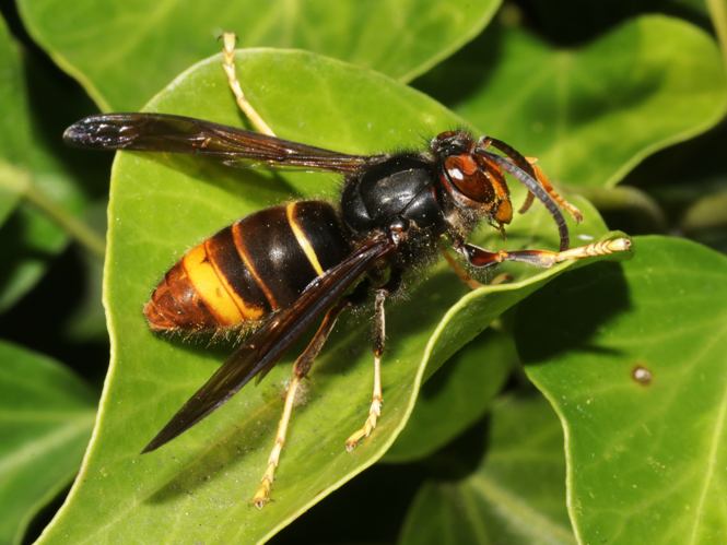 Vespa velutina Lepeletier, 1836 &copy; Petra Fleurbaaij