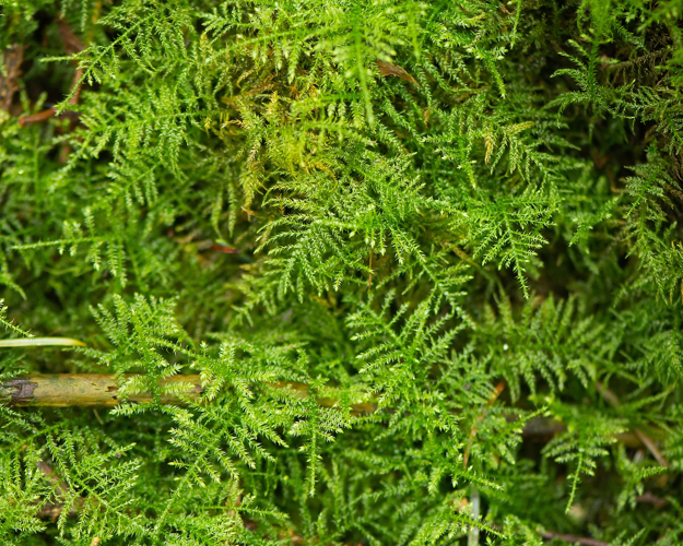 Eurhynchium praelongum (Hedw.) Schimp., 1854 &copy; Wijnand van Buuren