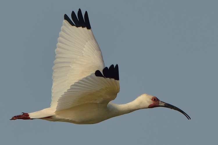 Eudocimus albus (Linnaeus, 1758) &copy; Michiel Oversteegen