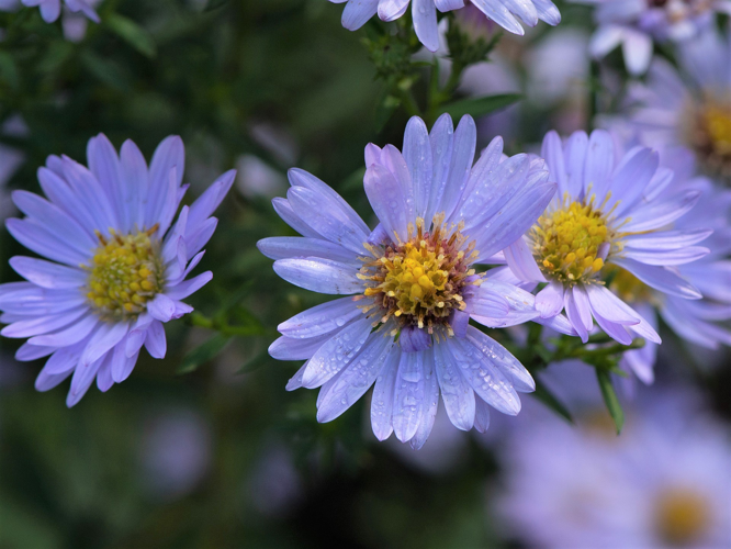 Symphyotrichum novi-belgii (L.) G.L.Nesom, 1995 &copy; Wijnand van Buuren
