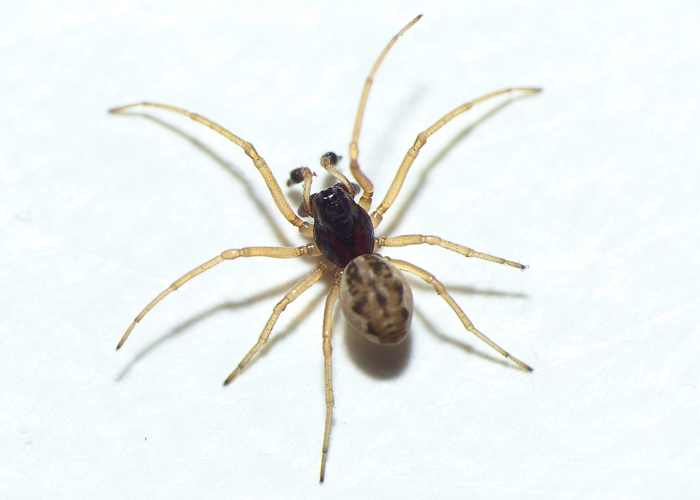 Pachygnatha degeerii Sundevall, 1830 &copy; Dick Belgers