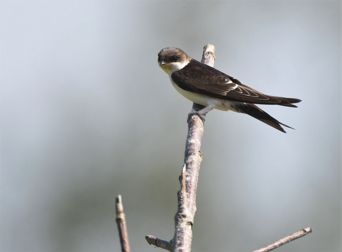Delichon urbica (Linnaeus, 1758) &copy; Louis Westgeest