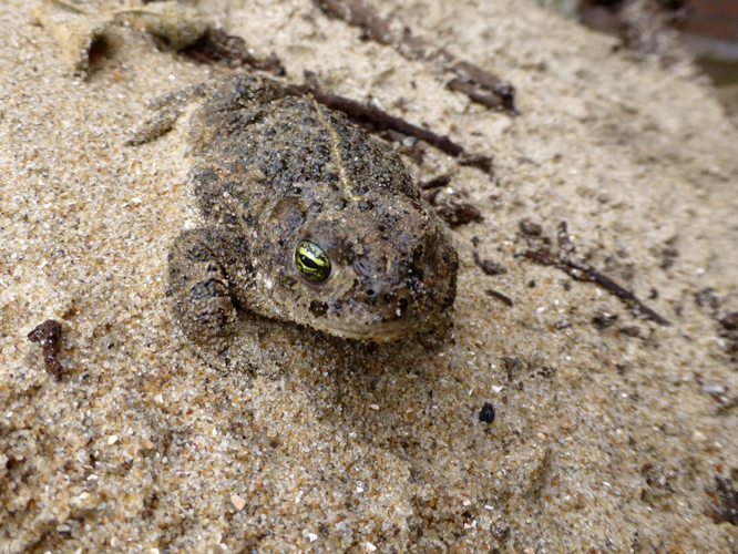 Bufo calamita Laurenti, 1768 &copy; Sander Pieterse