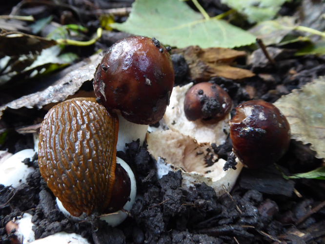 Chlorophyllum rhacodes (Vittad.) Vellinga, 2002 &copy; Tjerk Nawijn