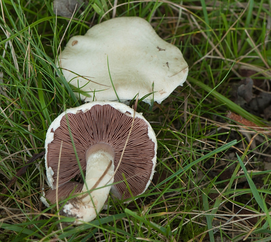 Agaricus campestris L., 1753 &copy; Wijnand van Buuren