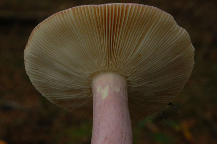 Russula drimeia Cooke, 1881 &copy; Jan van Asselt