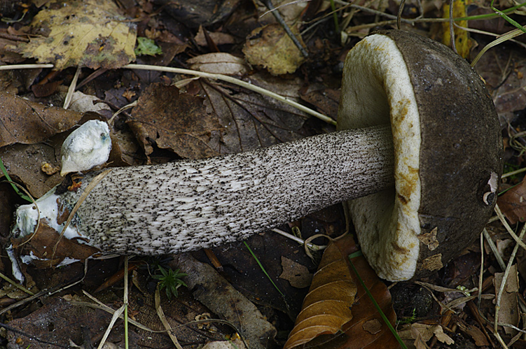 Leccinum oxydabile sensu Singer &copy; Hans Adema