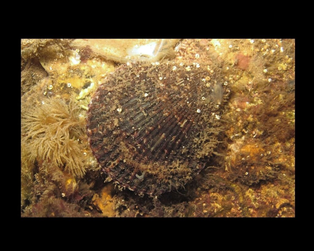 Mimachlamys varia (Linnaeus, 1758) &copy; Mariottini P, Smriglio C, Oliverio M, Rossi S, Di Giulio A