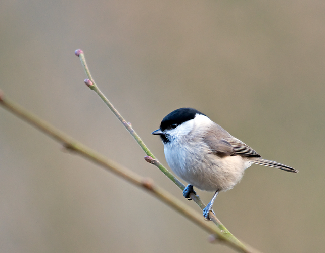 Parus palustris Linnaeus, 1758 &copy; Wijnand van Buuren