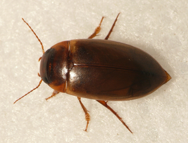 Copelatus haemorrhoidalis (Fabricius, 1787) &copy; Dick Belgers