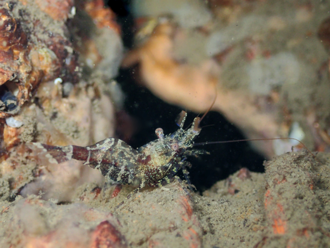 Thoralus cranchii (Leach, 1817) &copy; Stefan Verheyen