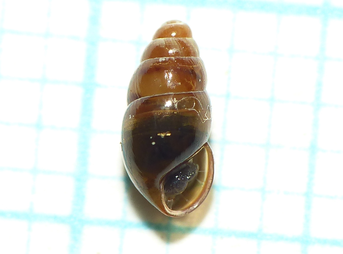 Cochlicopa lubricella (Rossmässler, 1834) &copy; Dick Belgers