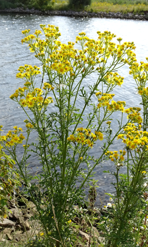 Jacobaea vulgaris subsp. vulgaris Gaertn., 1791 &copy; Bert Verbruggen