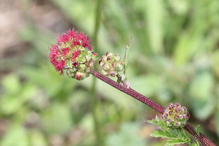Poterium sanguisorba subsp. sanguisorba L., 1753 &copy; Marijke Kanters
