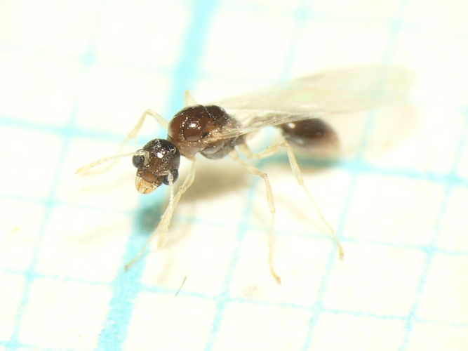 Temnothorax nylanderi (Förster, 1850) &copy; Dick Belgers